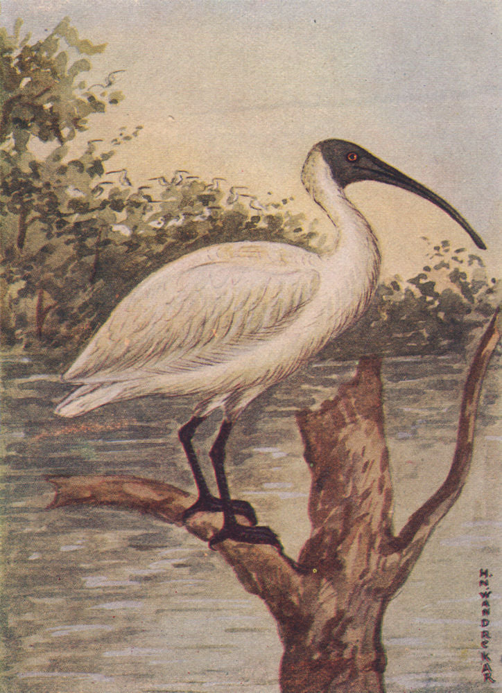 INDIAN BIRDS. The White Ibis 1943 old vintage print picture
